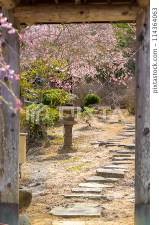 A famous spot for weeping cherry blossoms: Shimogaki Weeping Cherry Park (Aimoto, Sanda City, Hyogo Prefecture) *Please indicate the location of the photo in the comments section. 114364063