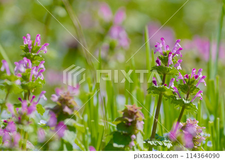 唇形科一年生植物 Hotokenoza 的開花 114364090