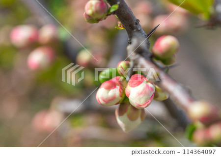 垂櫻名勝下垣垂櫻公園的結城柳（兵庫縣三田市相元）*照片位置在作品評論區 114364097