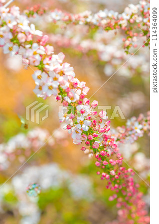 垂枝櫻花名勝「下垣垂枝櫻花公園」粉紅色的雪柳（兵庫縣三田市相元）*照片位置在作品評論區 114364099