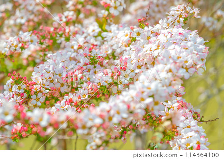 垂枝櫻花名勝「下垣垂枝櫻花公園」粉紅色的雪柳（兵庫縣三田市相元）*照片位置在作品評論區 114364100