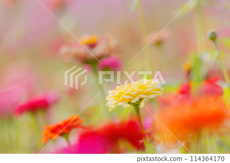 五顏六色的花園 五顏六色的花園 114364170