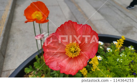 poppy poppy 114364253