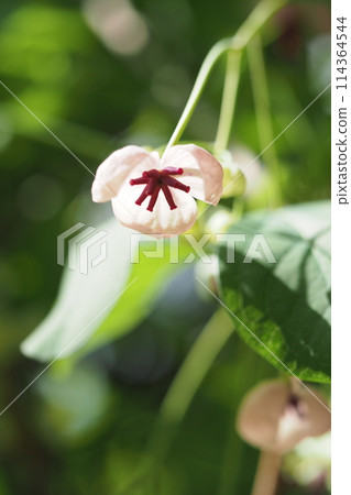 Akebi flower 114364544