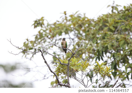 Brown-throated Parakeet Brown-throated Parakeet 114364557