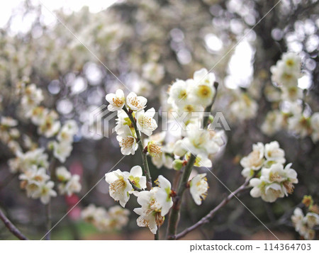Daimoji梅花Tenmangu神社李子 114364703