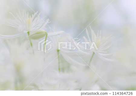 圓錐鐵線蓮 圓錐鐵線蓮 114364726