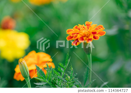 Marigorudo Marigorudo 114364727