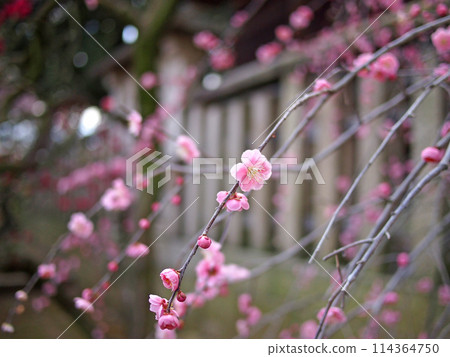 Daimoji梅花Tenmangu神社李子 Daimoji梅花Tenmangu神社李子 114364750