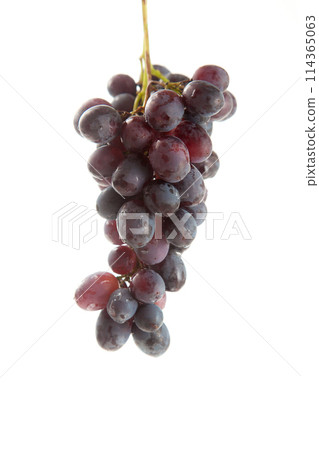 Bunch of organic black grapes isolated on white background. Bunch of organic black grapes isolated on white background. 114365063