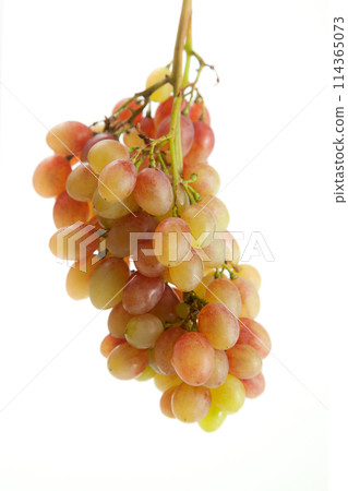 Bunch of organic pink grapes isolated on white background. Bunch of organic pink grapes isolated on white background. 114365073