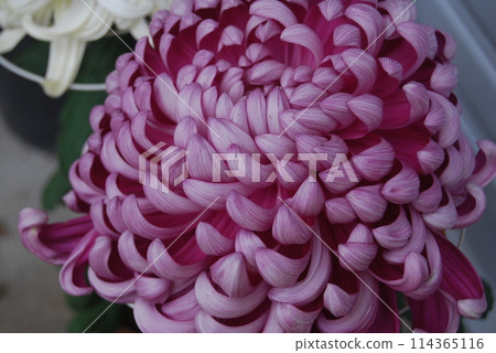 Chrysanthemum chrysanthemum 114365116