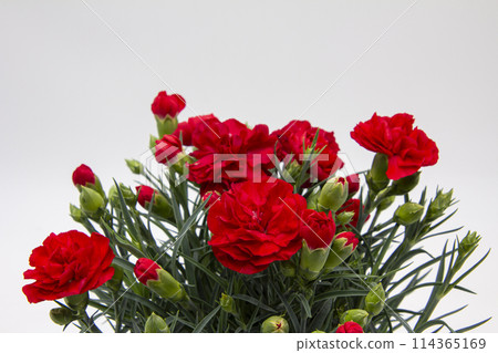 母親節用康乃馨表達謝意 114365169