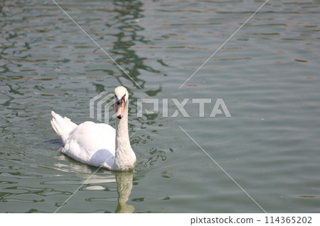 Close up White swan is cute in river 114365202