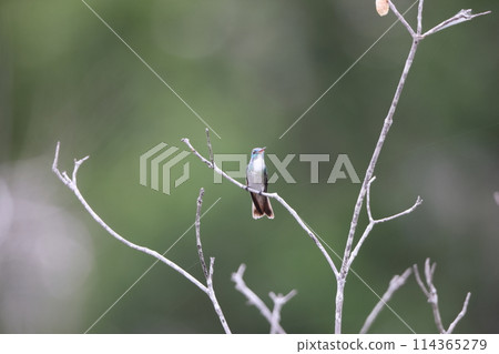 藍背梅拉爾德蜂鳥 藍背梅拉爾德蜂鳥 114365279