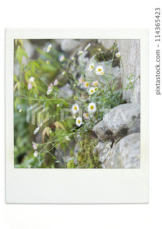 Babbling brook Pola style Babbling brook Pola style 114365423