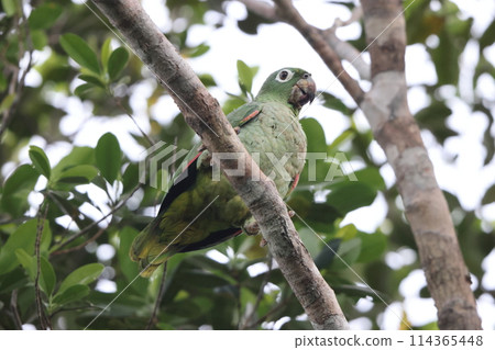 木子帽子鸚鵡 114365448