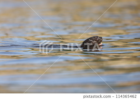 大水獺 114365462