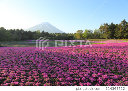 〈富士芝櫻祭〉山梨縣富士河口湖町、富士本棲湖度假村 114365512