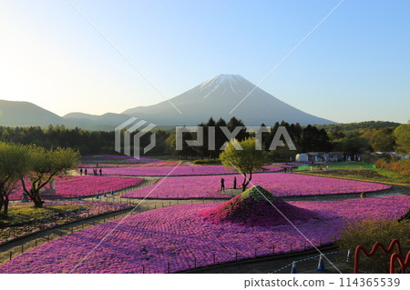 〈富士芝櫻祭〉山梨縣富士河口湖町、富士本棲湖度假村 114365539