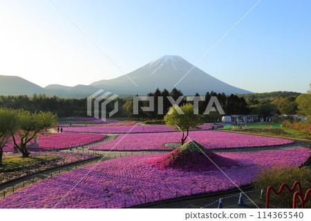 〈富士芝櫻祭〉山梨縣富士河口湖町、富士本棲湖度假村 〈富士芝櫻祭〉山梨縣富士河口湖町、富士本棲湖度假村 114365540