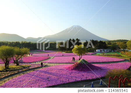 〈富士芝櫻祭〉山梨縣富士河口湖町、富士本棲湖度假村 〈富士芝櫻祭〉山梨縣富士河口湖町、富士本棲湖度假村 114365541