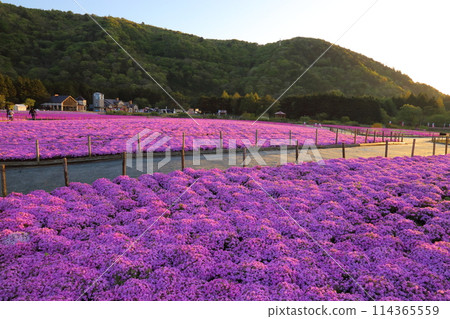 〈富士芝櫻祭〉山梨縣富士河口湖町、富士本棲湖度假村 〈富士芝櫻祭〉山梨縣富士河口湖町、富士本棲湖度假村 114365559