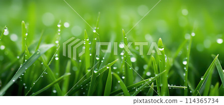 Water Drops on Green Grass in the Morning. AI Generated Image 114365734