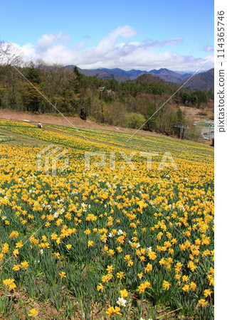 諾倫水上水仙節 114365746