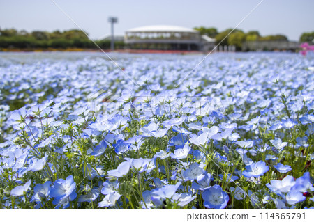 納花之鄉粉蝶 114365791