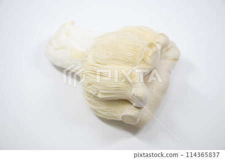 Bailing Hakurei Mushroom 114365837