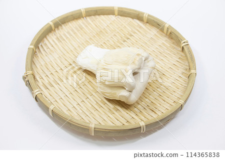 白令皮蘑菇 114365838