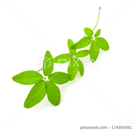 Goyo's attire 114365892