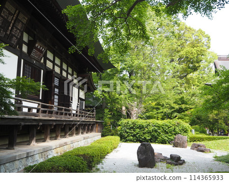 Fresh greenery shines at Kuhonbutsu Joshinji Temple in Okusawa, Setagaya Ward. 114365933