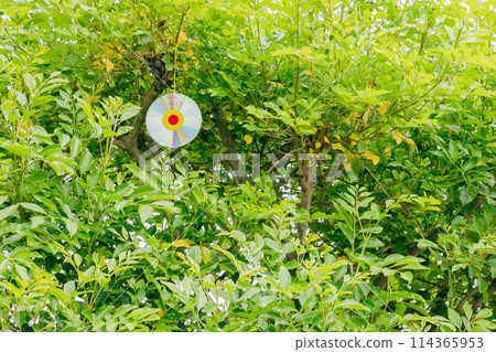 帶有驅鳥 CD 的條紋白蠟樹 114365953