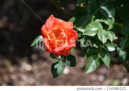 Rose "Princess Michiko" 114366122