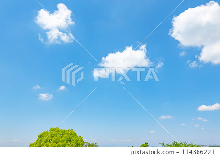 初夏的藍天和小樹林 初夏的藍天和小樹林 114366221