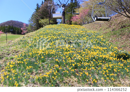Norn Minakami Daffodil Festival Norn Minakami Daffodil Festival 114366252