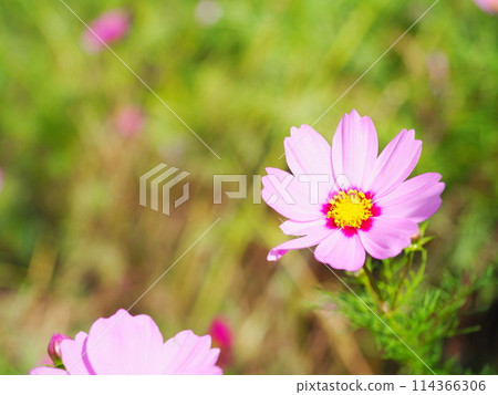 綠葉背景綻放的粉紅波斯菊 (3) 114366306