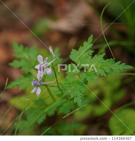 檸檬植物群花 檸檬植物群花 114366367