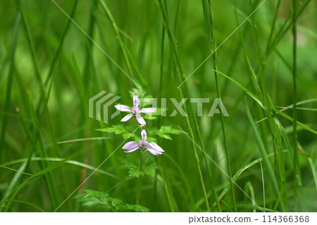 檸檬植物群花 114366368