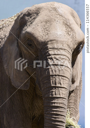 Omoriyama Zoo Elephants Omoriyama Zoo Elephants 114366557