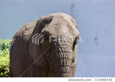 Omoriyama Zoo Elephants Omoriyama Zoo Elephants 114366558