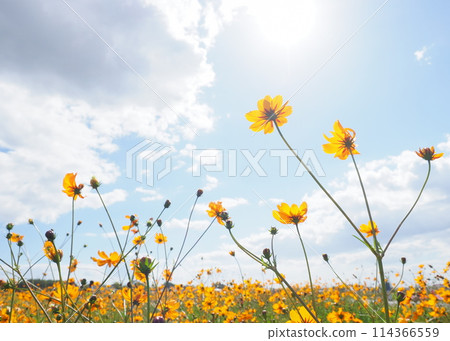 Kibana cosmos blooming towards the blue sky 114366559