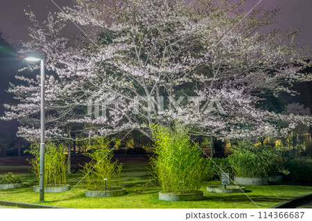 夜間櫻花名勝：午夜櫻山公園（兵庫縣姬路市太一中） *照片位置在作品評論區 114366687