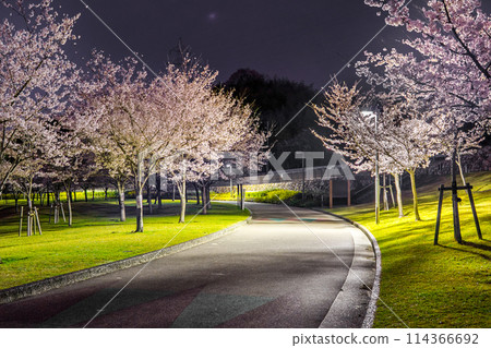 夜間櫻花名勝：午夜櫻山公園（兵庫縣姬路市太一中） *照片位置在作品評論區 114366692