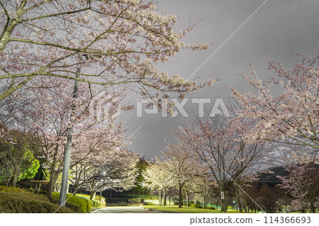 A famous spot for viewing cherry blossoms at night: Sakurayama Park at midnight (Taichi-naka, Himeji City, Hyogo Prefecture) *Please indicate the location of the photo in the comments section. 114366693