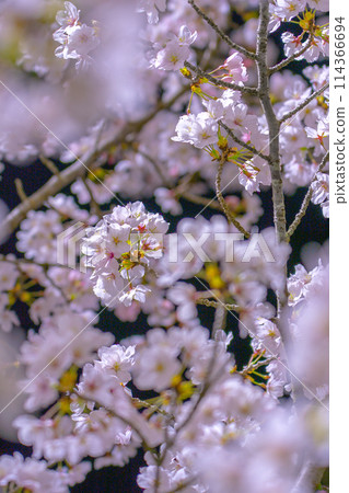 夜間櫻花名勝：午夜櫻山公園（兵庫縣姬路市太一中） *照片位置在作品評論區 114366694