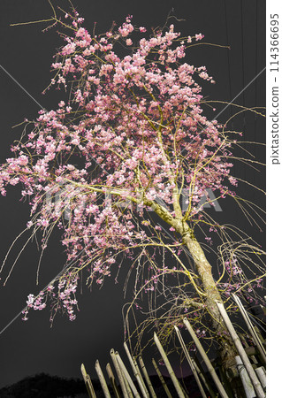 夜間櫻花名勝：午夜櫻山公園（兵庫縣姬路市太一中） *照片位置在作品評論區 114366695