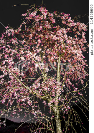 夜間櫻花名勝：午夜櫻山公園（兵庫縣姬路市太一中） *照片位置在作品評論區 114366696